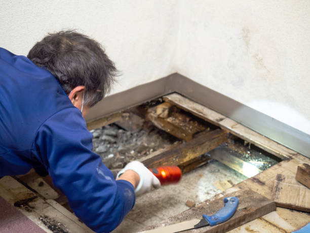 Best Toxic Mold Removal  in Rosendale, WI
