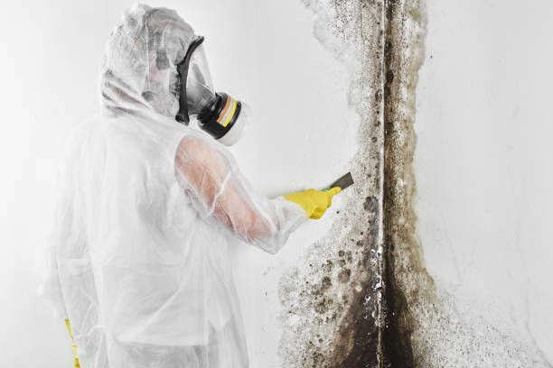 Best Mold Removal Near Me  in Rosendale, WI