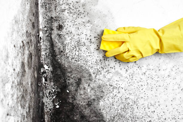 Best Mold Remediation  in Rosendale, WI