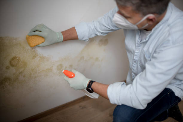 Best Mold Removal Near Me  in Rosendale, WI