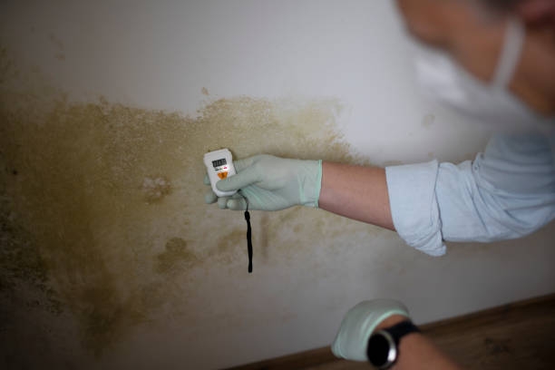 Best Best Mold Removal Companies  in Rosendale, WI