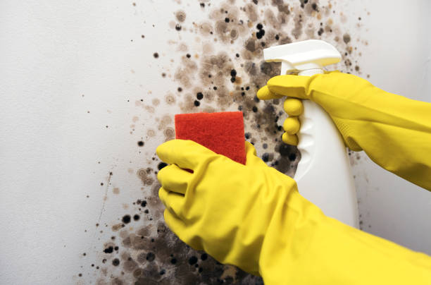 Best Mold Remediation Services  in Rosendale, WI