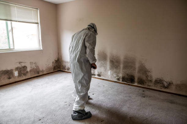 Best Office Mold Removal Services  in Rosendale, WI