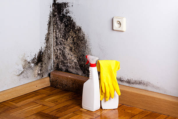 Best Crawl Space Mold Removal  in Rosendale, WI