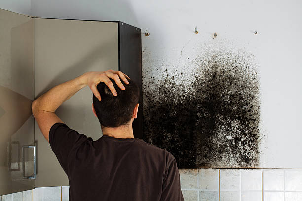 Best Mold Testing and Removal  in Rosendale, WI