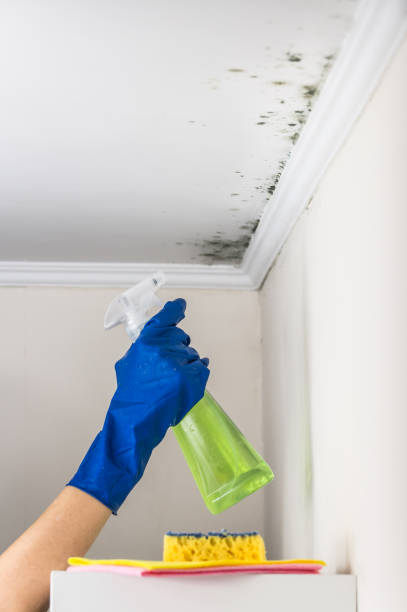Best Emergency Mold Removal  in Rosendale, WI