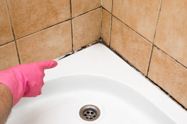 Best Mold Testing  in Rosendale, WI